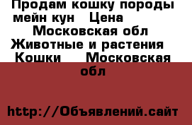 Продам кошку породы мейн-кун › Цена ­ 8 000 - Московская обл. Животные и растения » Кошки   . Московская обл.